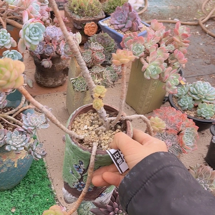 艾格里斯玫瑰2045多肉