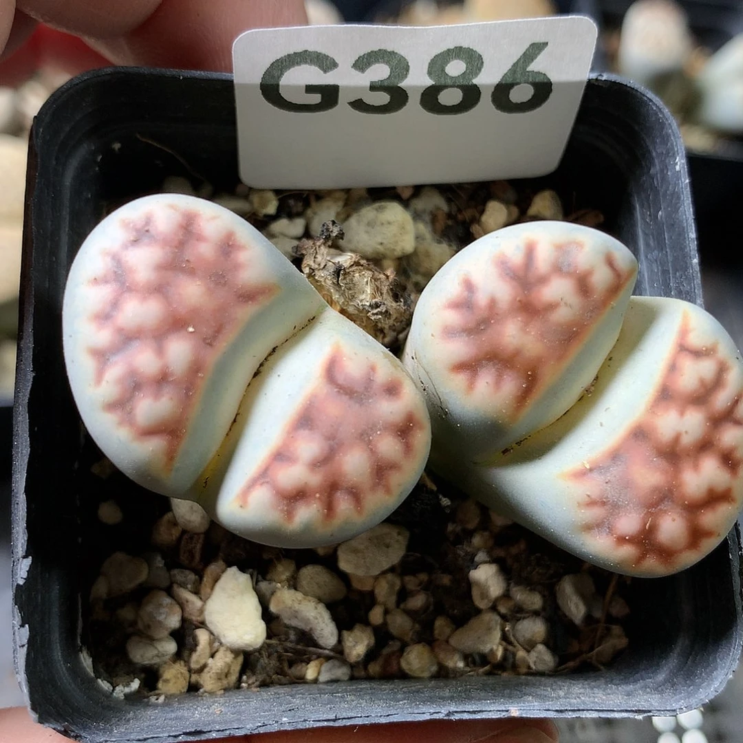 G386多肉植物保护