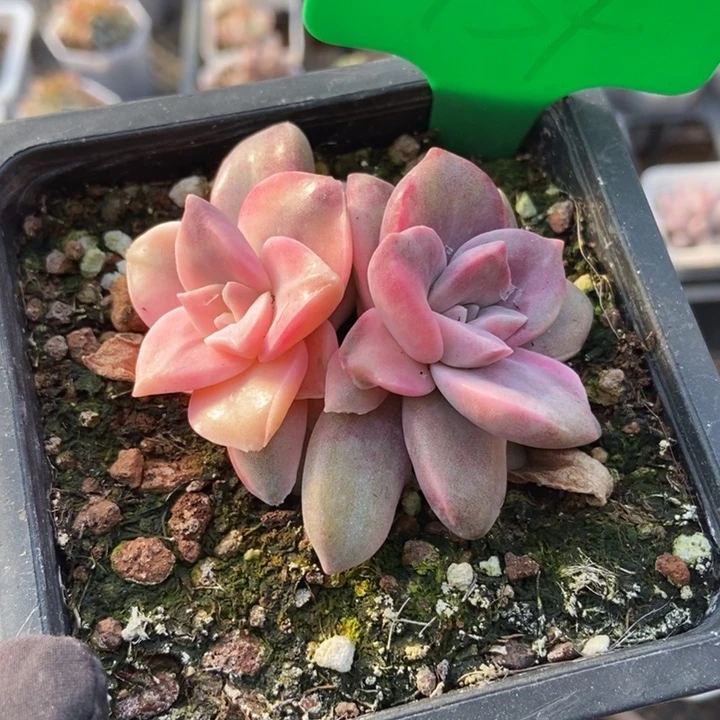 754紫乐锦多肉植物保护