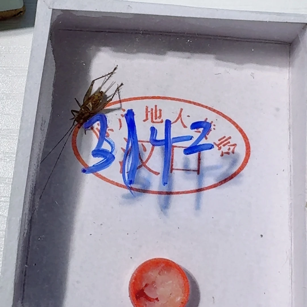 用***9蟋蟀蝈蝈我在外面吃饭呢