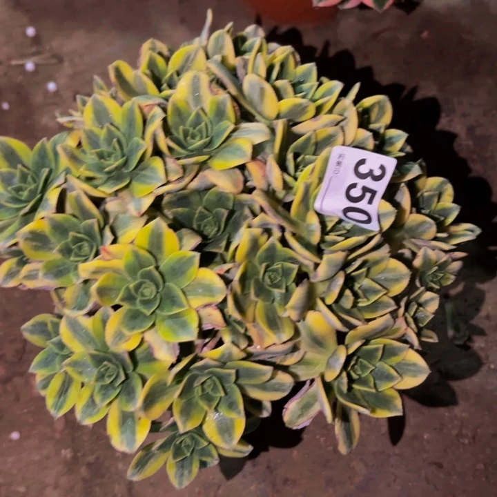 350星爆中班多肉植物