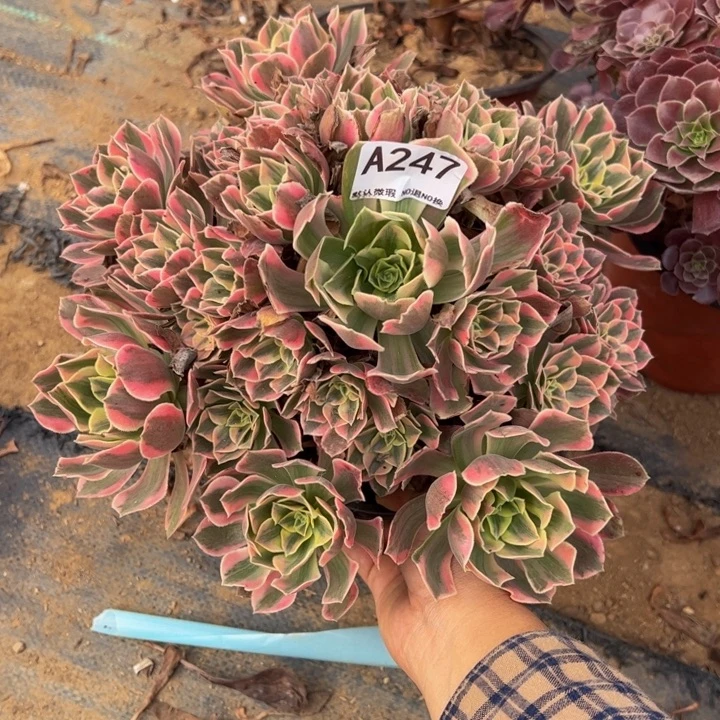 女妖多肉植物247.