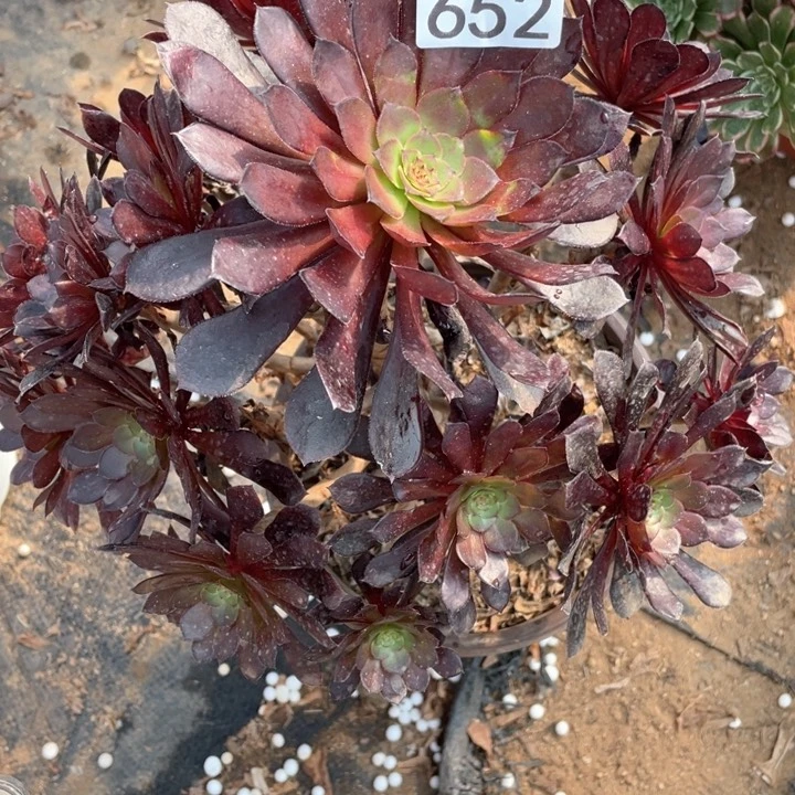 台****哥652多肉植物黑铜壶