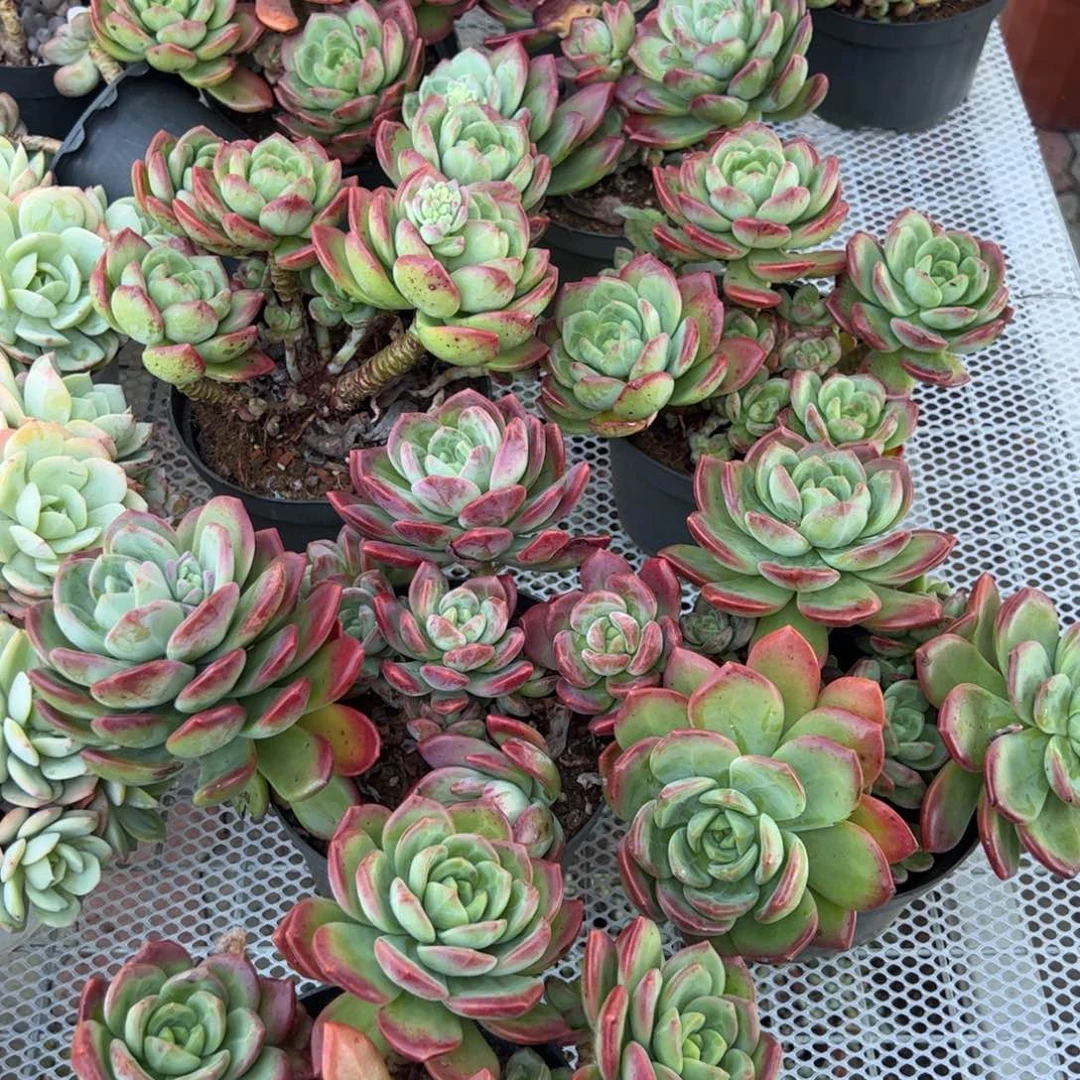 拉萨群生多肉植物精品