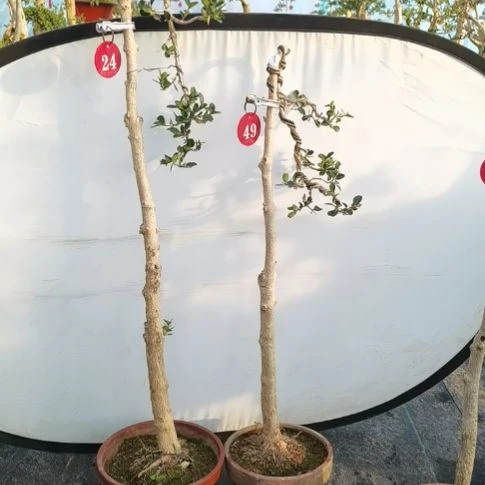 完全开放小叶瓜子黄杨盆景