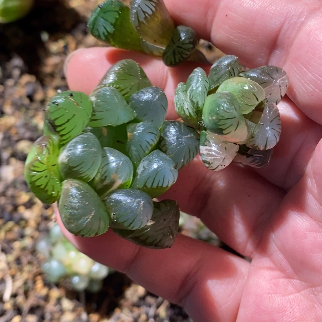 宜***馆764 三颗一起 超级福利