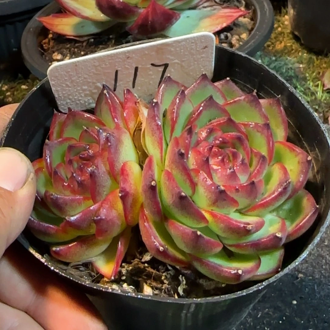 万宝龙惊鸿一物一拍包装收缩花旱