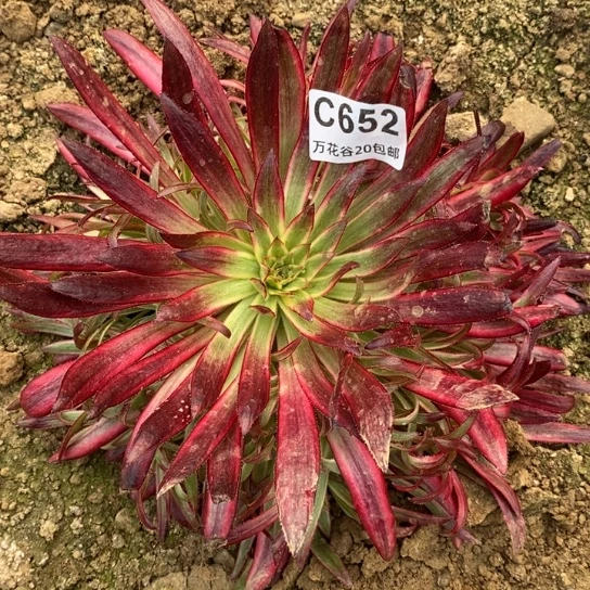 花*?652朱雀多肉植物