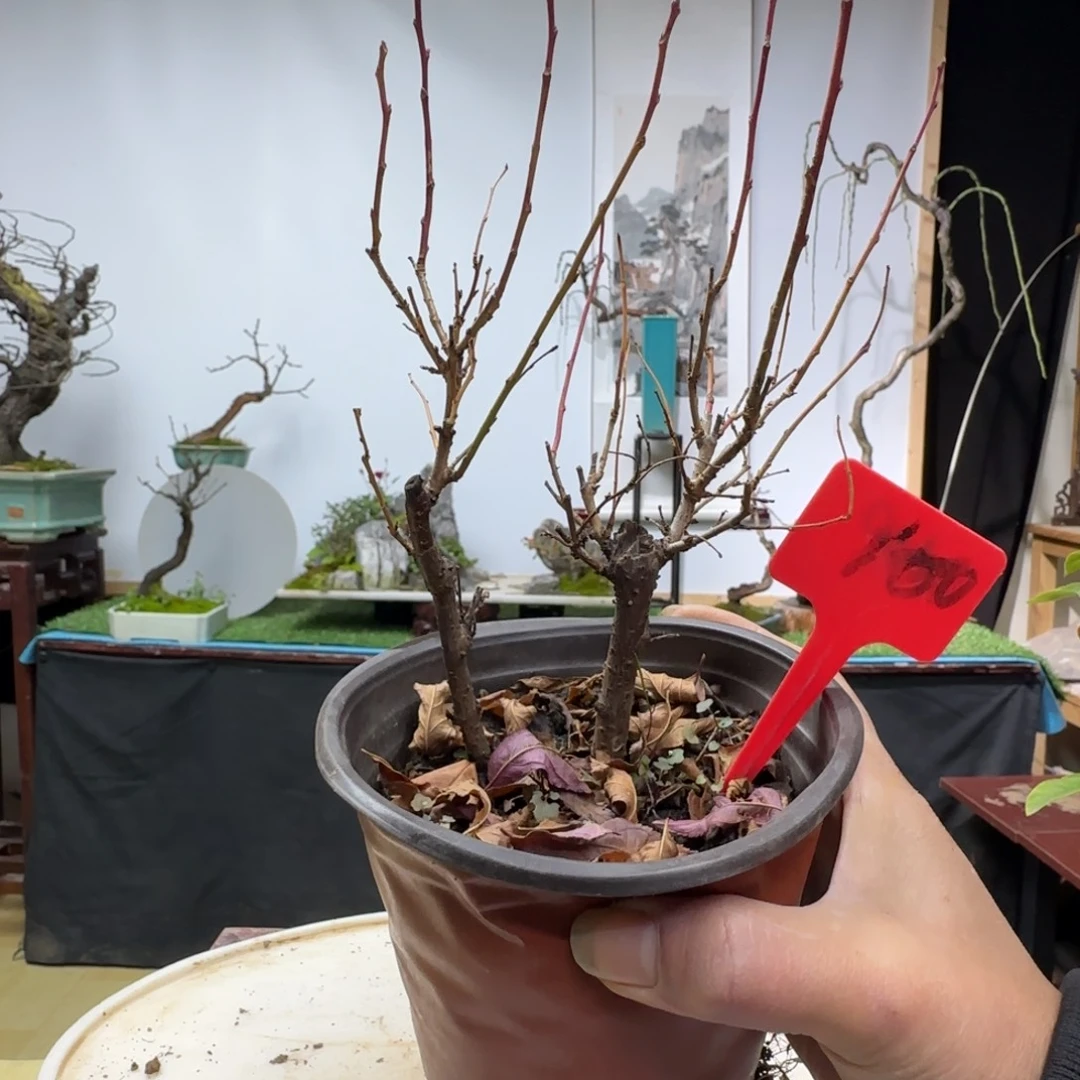 鸢***家无花朵地方哈哈季军看看