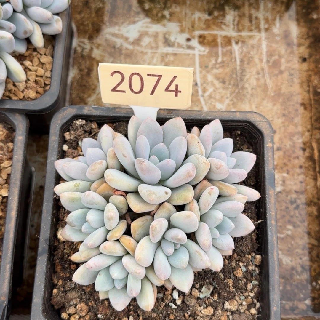 茉莉鸳鸯。 2074号。