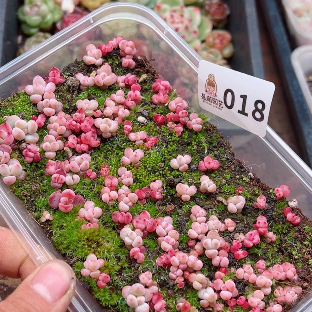 多肉植物多肉植物