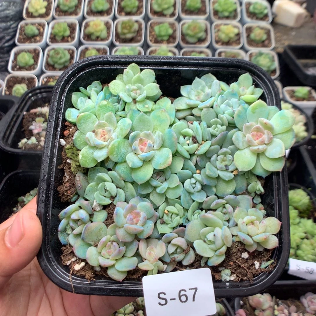 无花朵S67月y英语