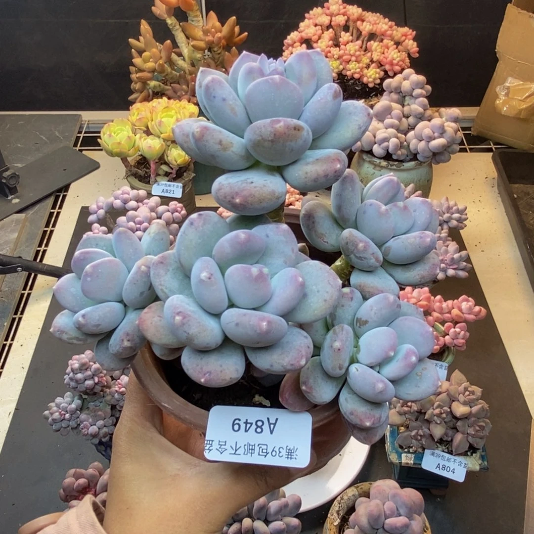 849咖啡美人多肉13c m