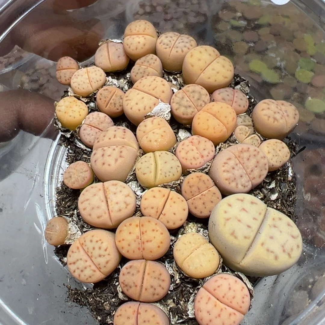 【闪购商品】 1043。