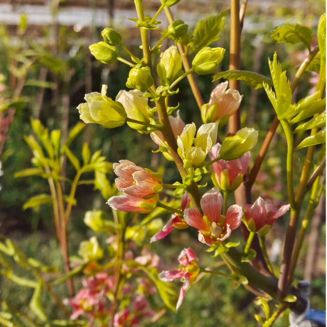 七彩红花文冠树五彩文冠树庭院盆景花卉高温果树文冠花花树文冠果