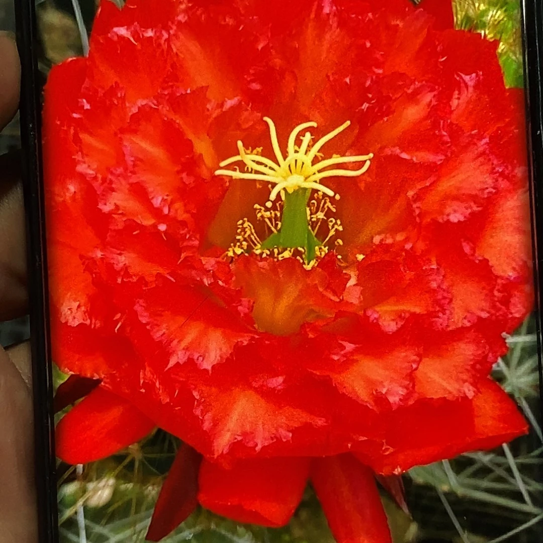 毛 清清358侧芽歪20包邮/6公分