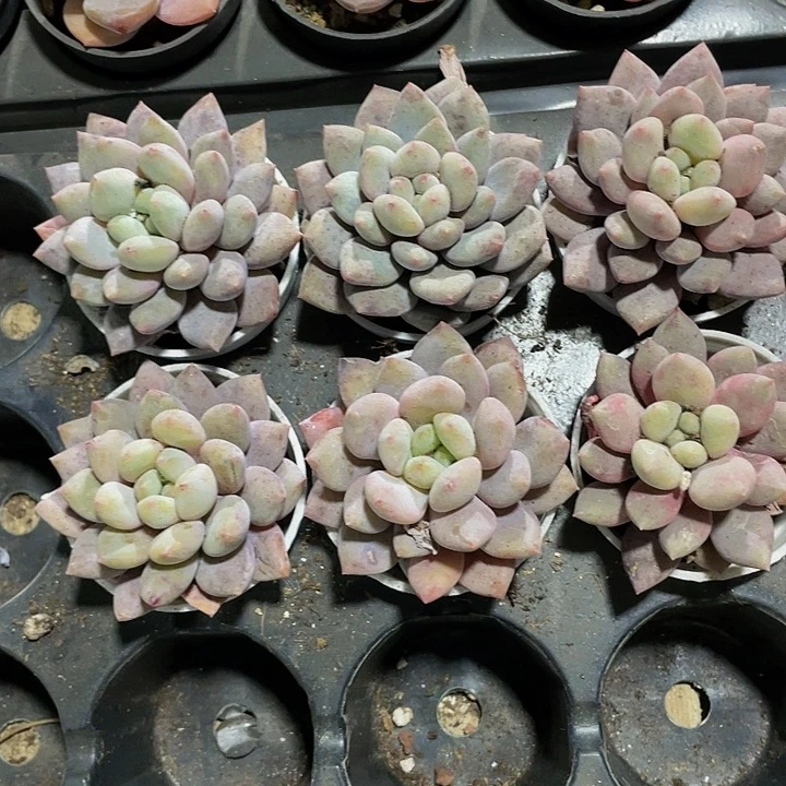 半夏2.8带盆土发