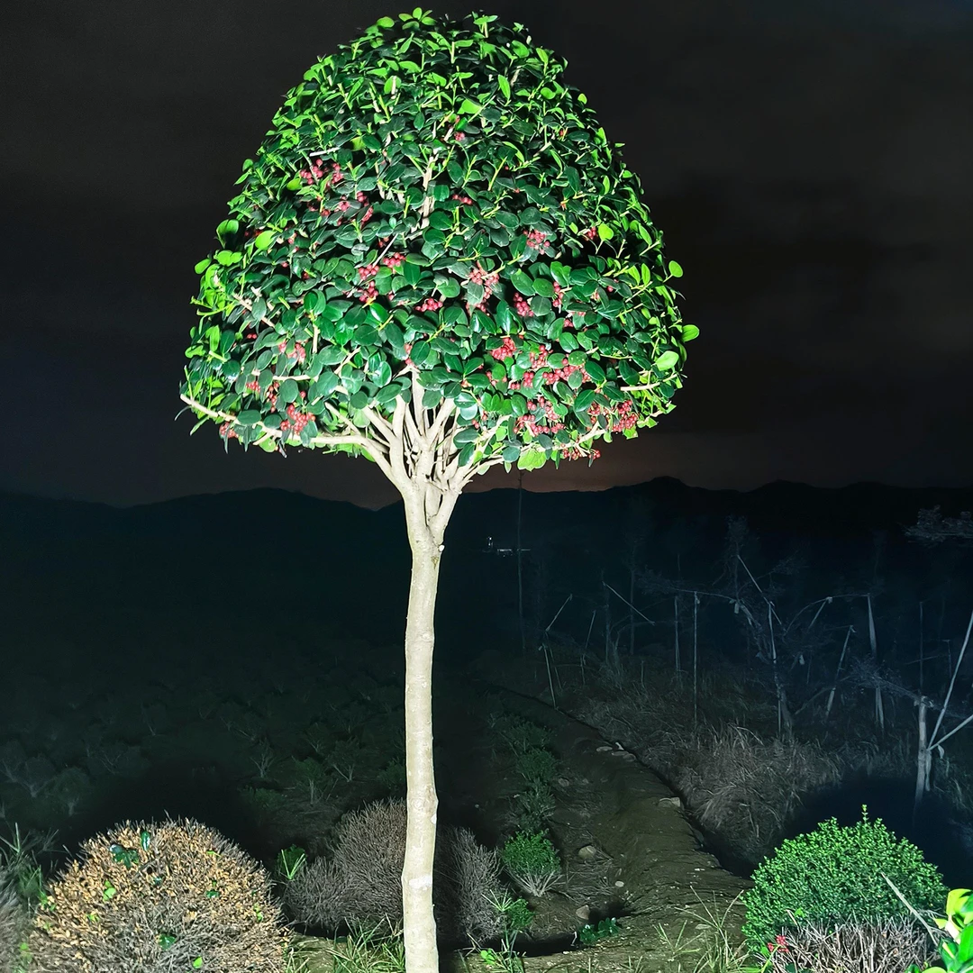 金玉满堂鸿运果无刺枸骨球四季常青庭院别墅地栽盆栽枸骨树