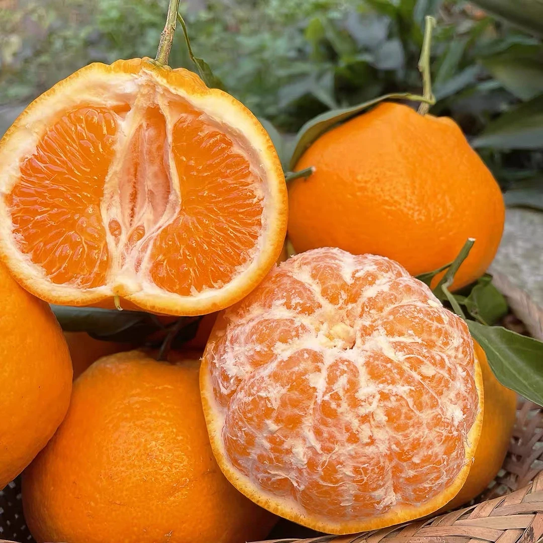 【精选品质】正宗四川春见耙耙柑（核心产区）手剥橘子粑粑柑爆汁香甜