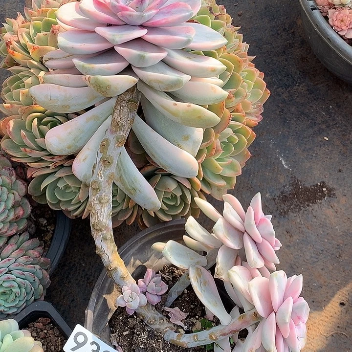 930紫乐锦一物一拍多肉