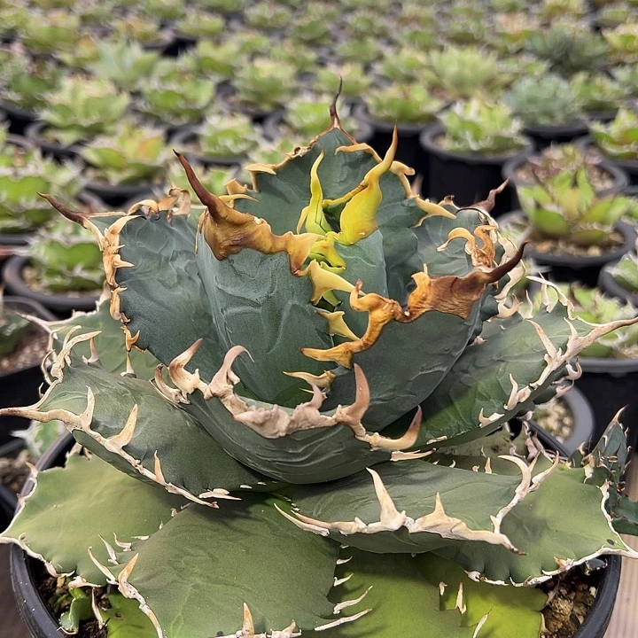 水***色龙舌兰多肉植物多肉