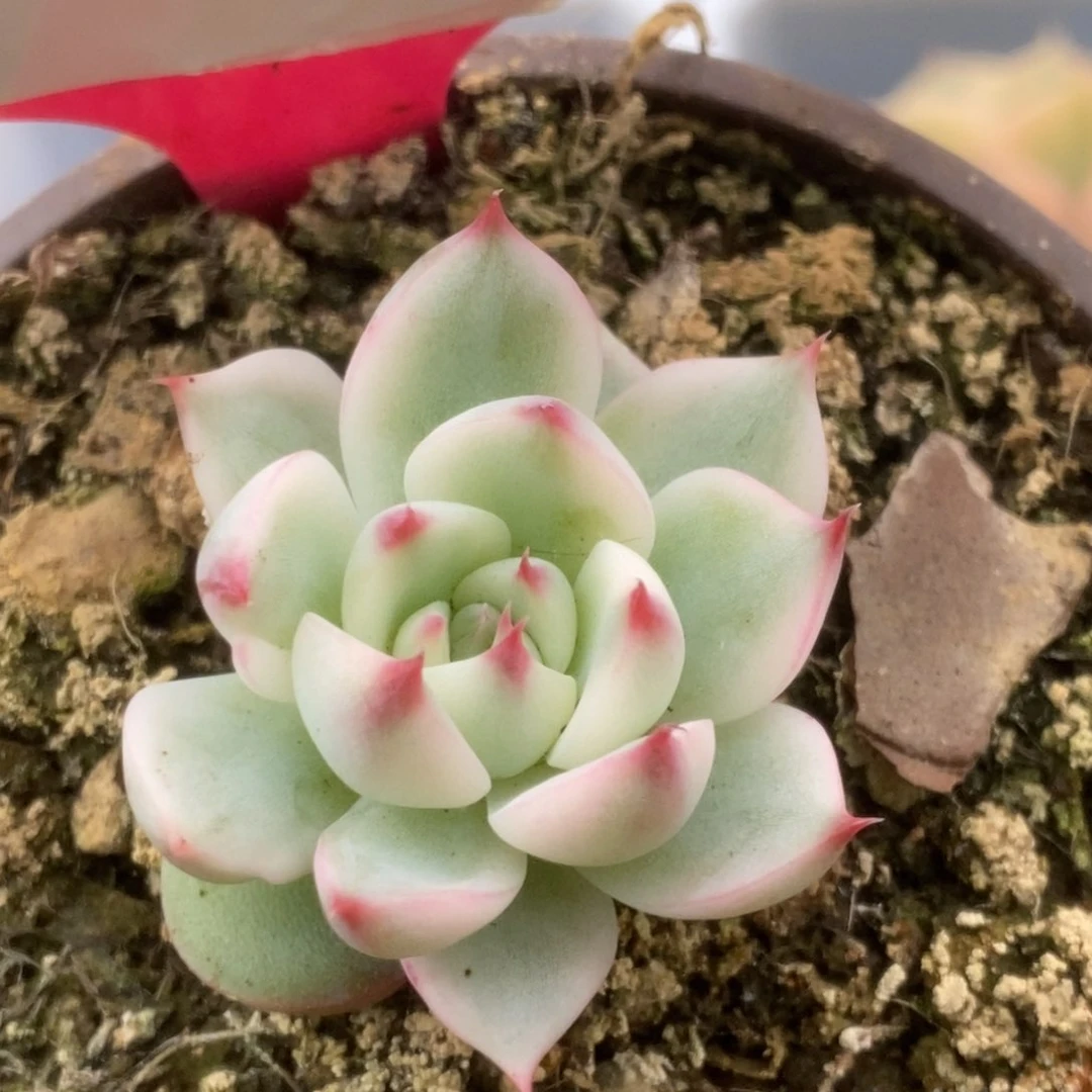 050吉娃娃4公分小苗锦锦