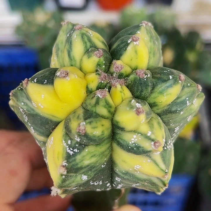 无花朵龟甲鸾凤玉锦779