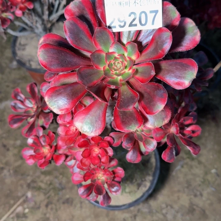 29207南香奈儿多肉植物