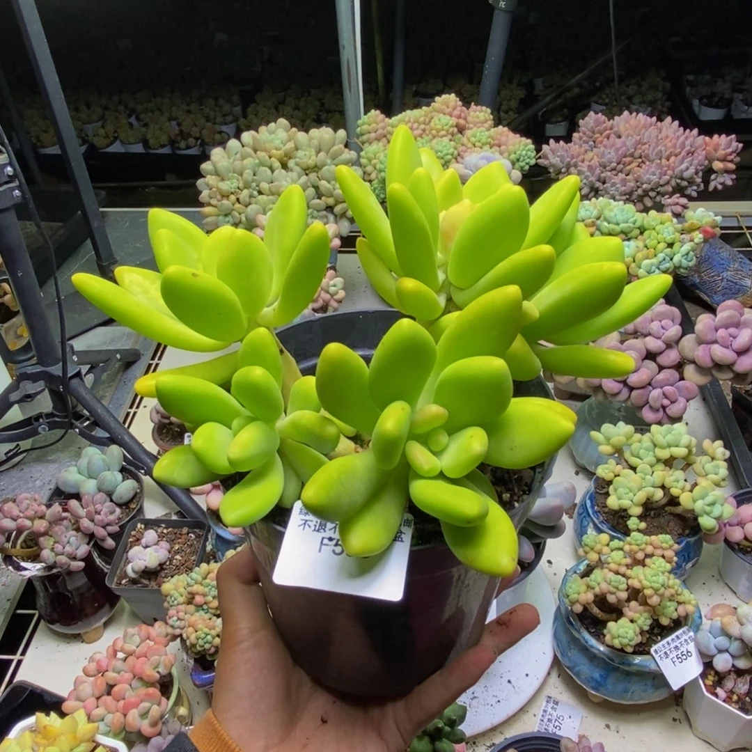 585金蟾芒果奶多肉11cm