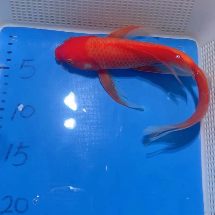 锦鲤锦鲤包邮包售后