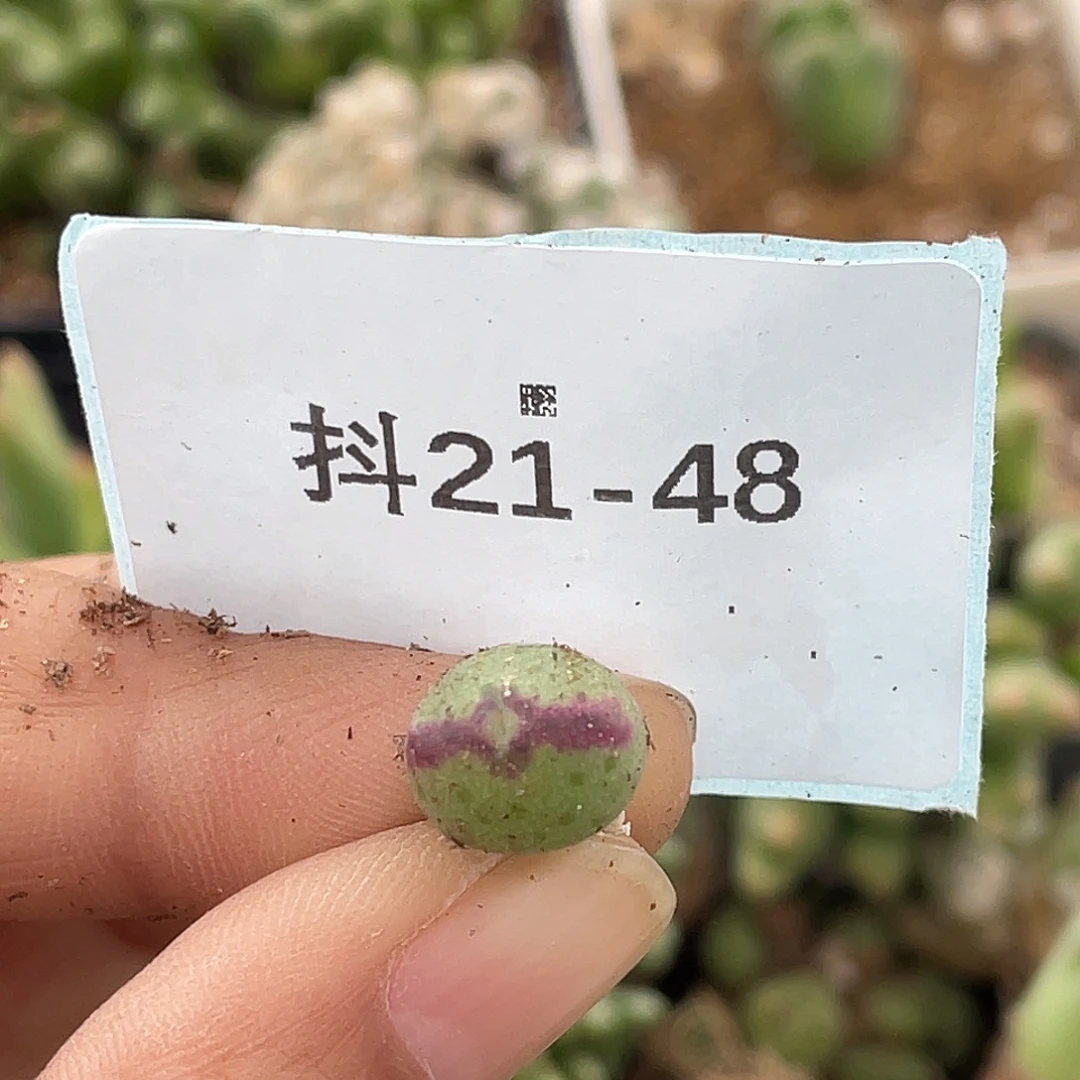 水***冻21-48肉锥多肉植物