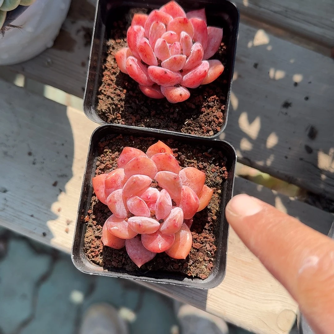 手***子雪天使一颗多肉植物