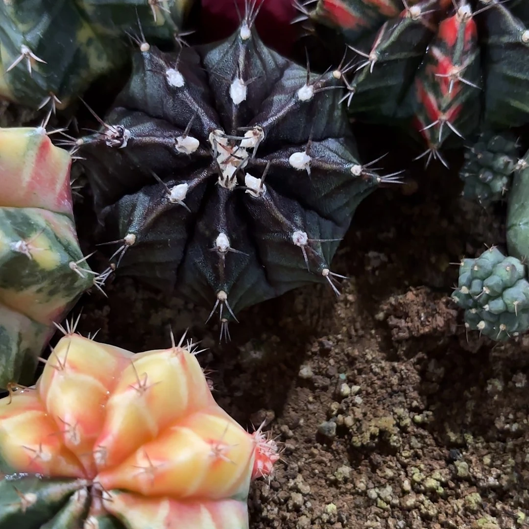 226-1116泰国发货多肉