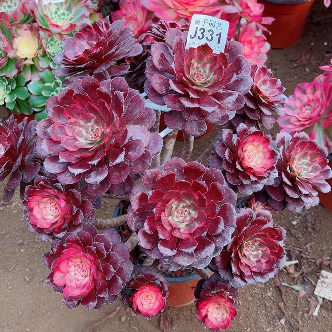 331烟花尺寸35左右