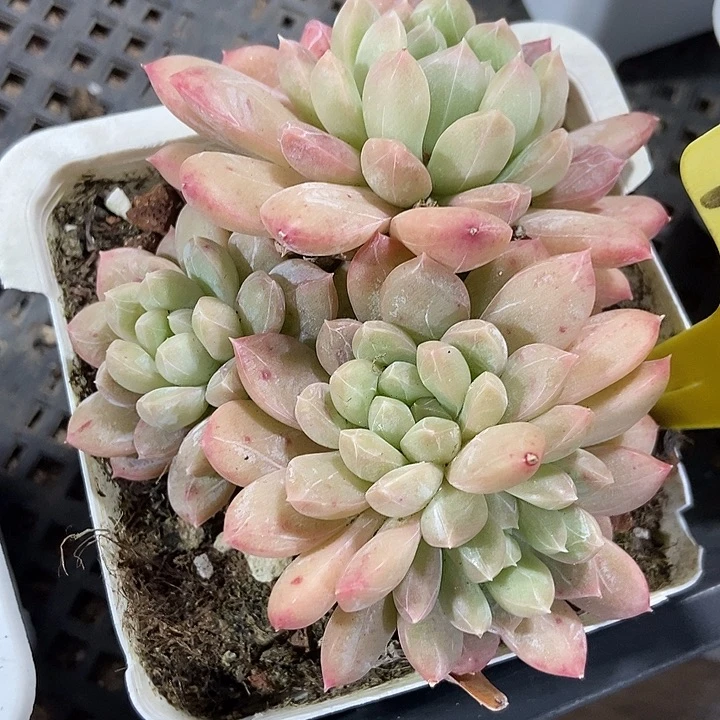 多肉植物百搭翡翠1863