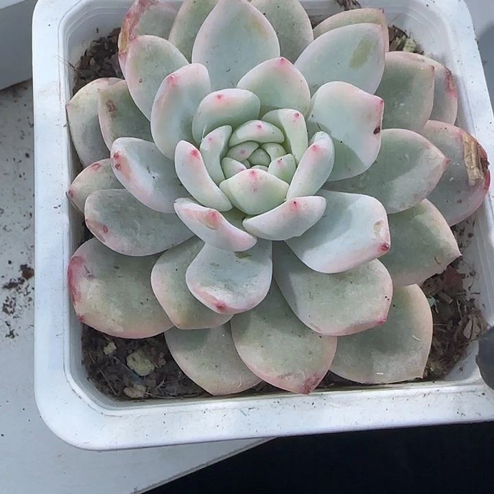 青蛙王子儿童牙膏11