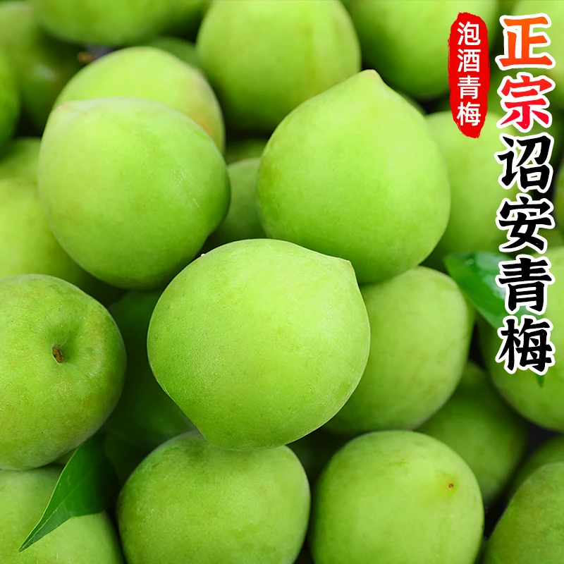 【泡酒青梅】正宗诏安青梅果1-5斤新鲜水果梅子泡酒酸脆梅果酵素