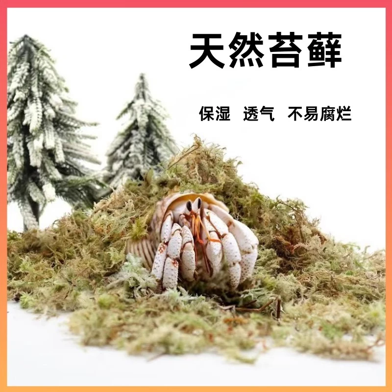 【水苔】寄居蟹饲养专用水苔爬宠垫材辅材天然水苔免泡发顺丰包邮