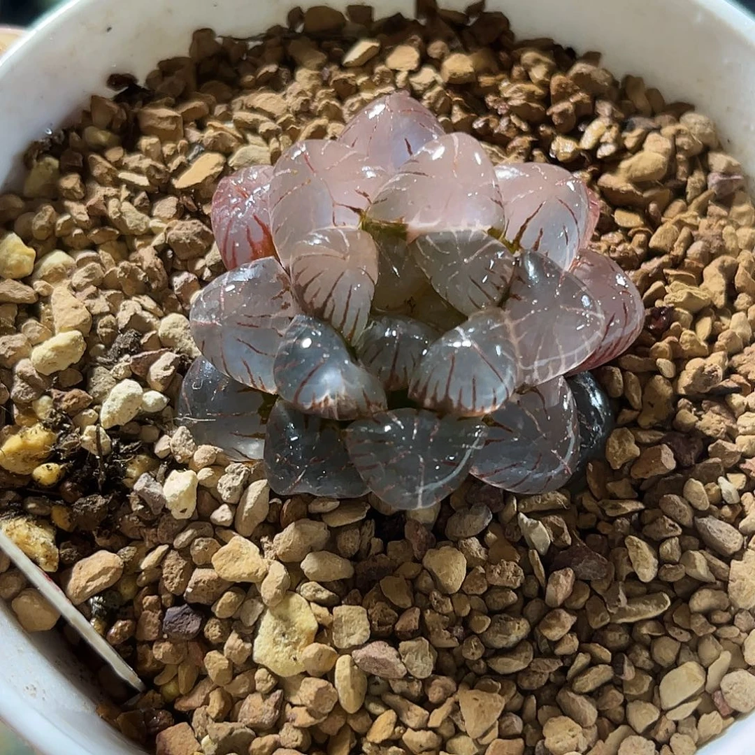 357姬玉露锦福利福利