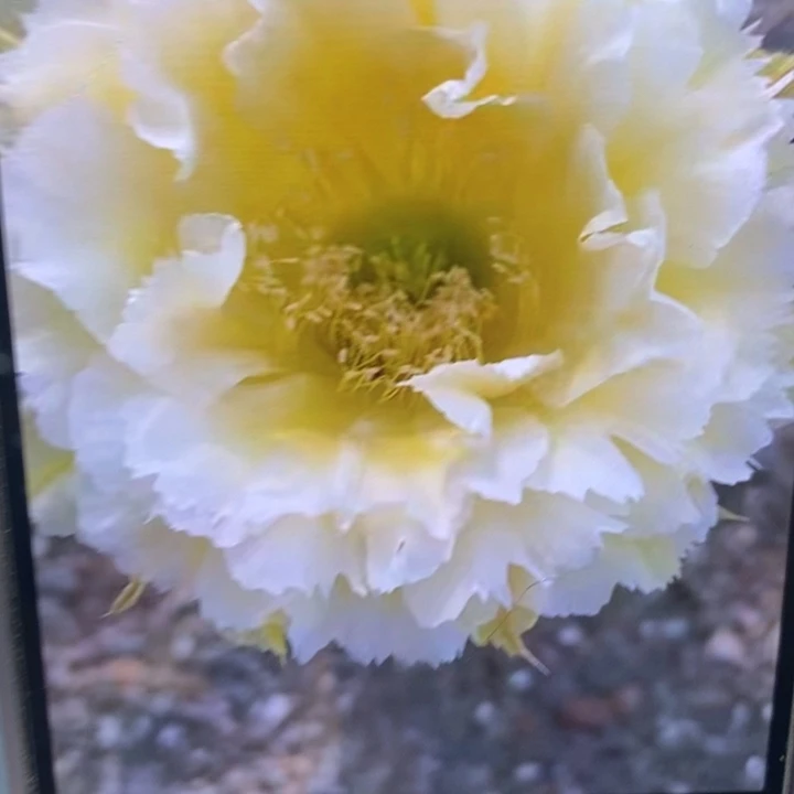 彩草黄牡丹带根6.5公分左右