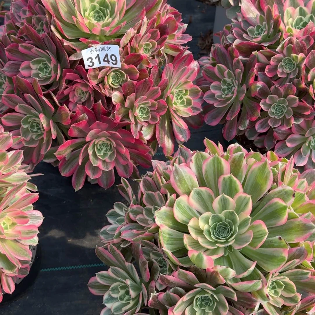 开***?男神多肉植物3149