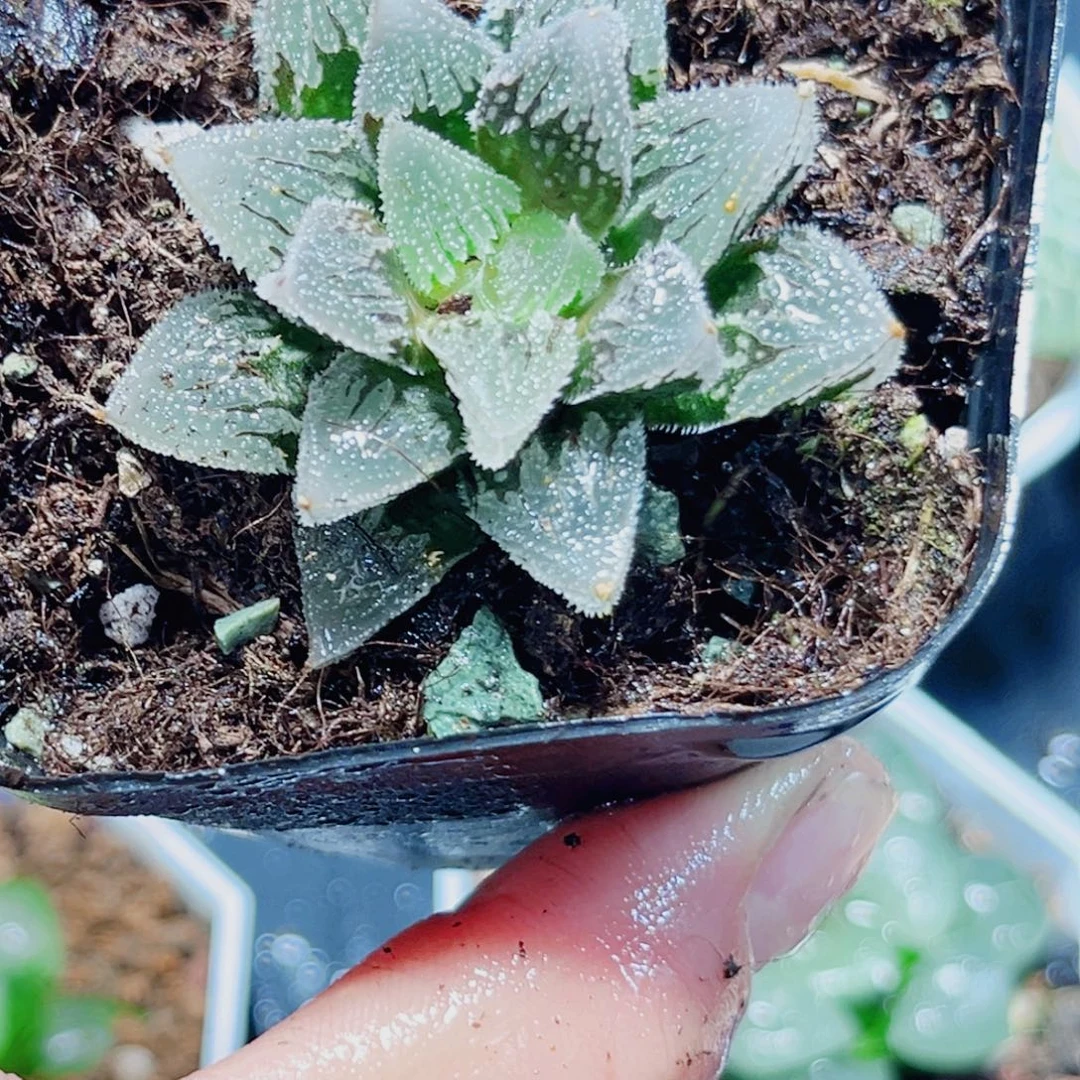 白帝城多肉植物新手好养