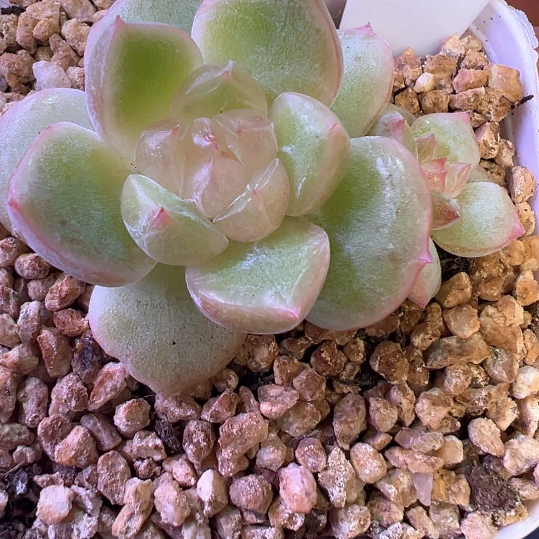 205号胭脂不周正晗雨多肉
