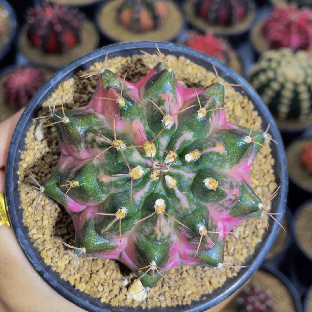 独角兽00000000066