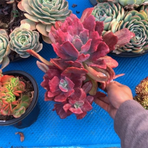 陈*1123钻石锦多肉