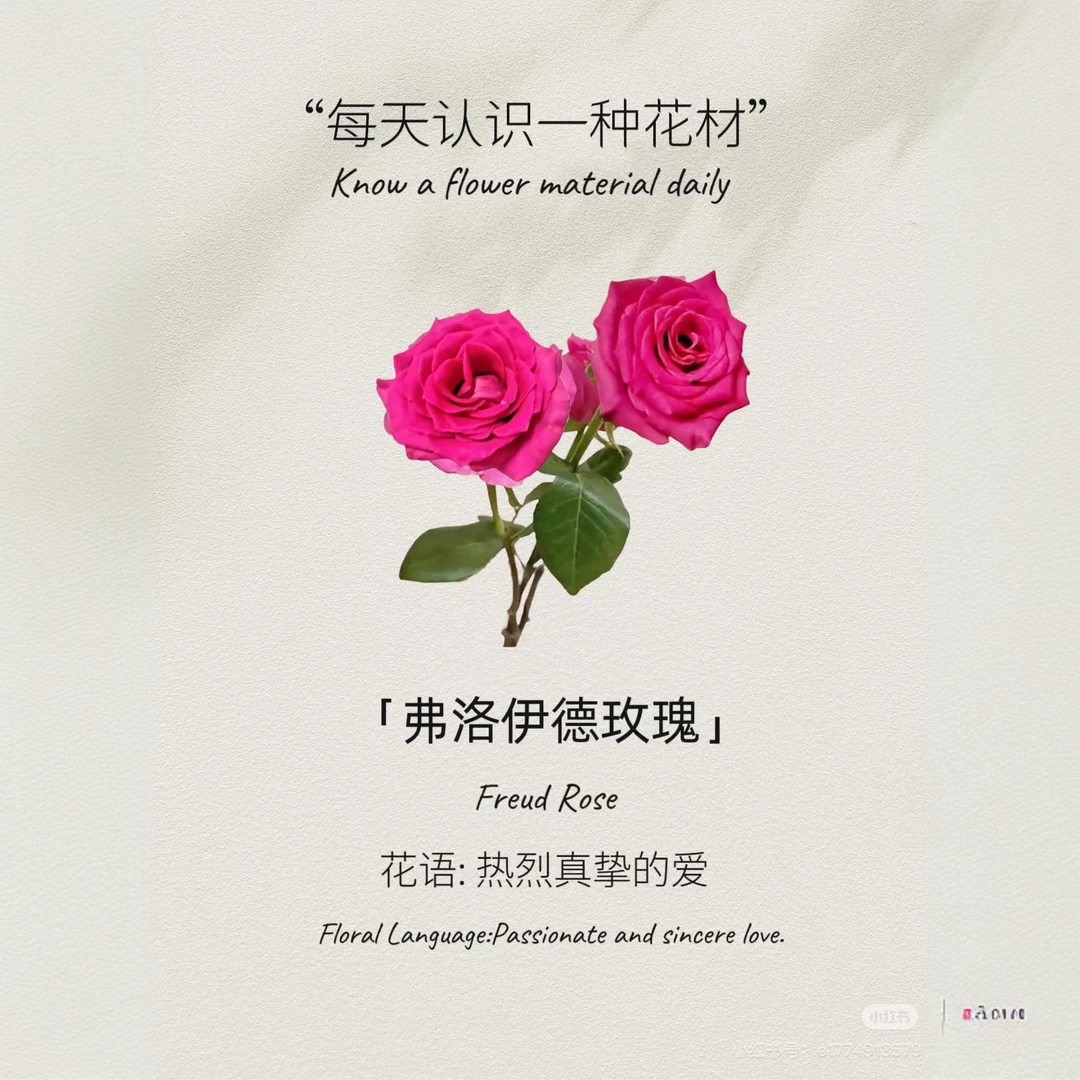 【弗洛伊德玫瑰】基地直发节日礼品家庭插花