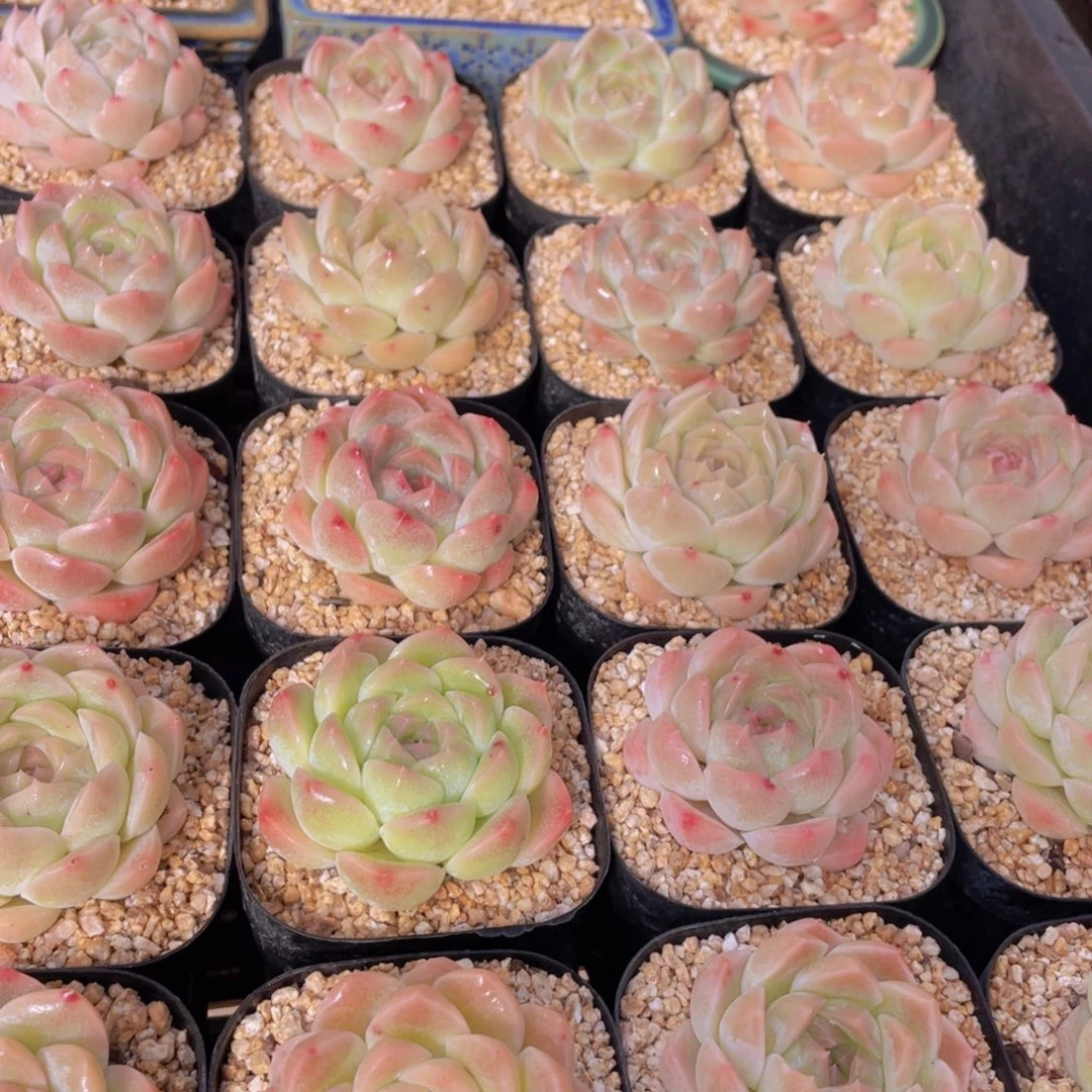 量拍104号 白桃汽水单头一个