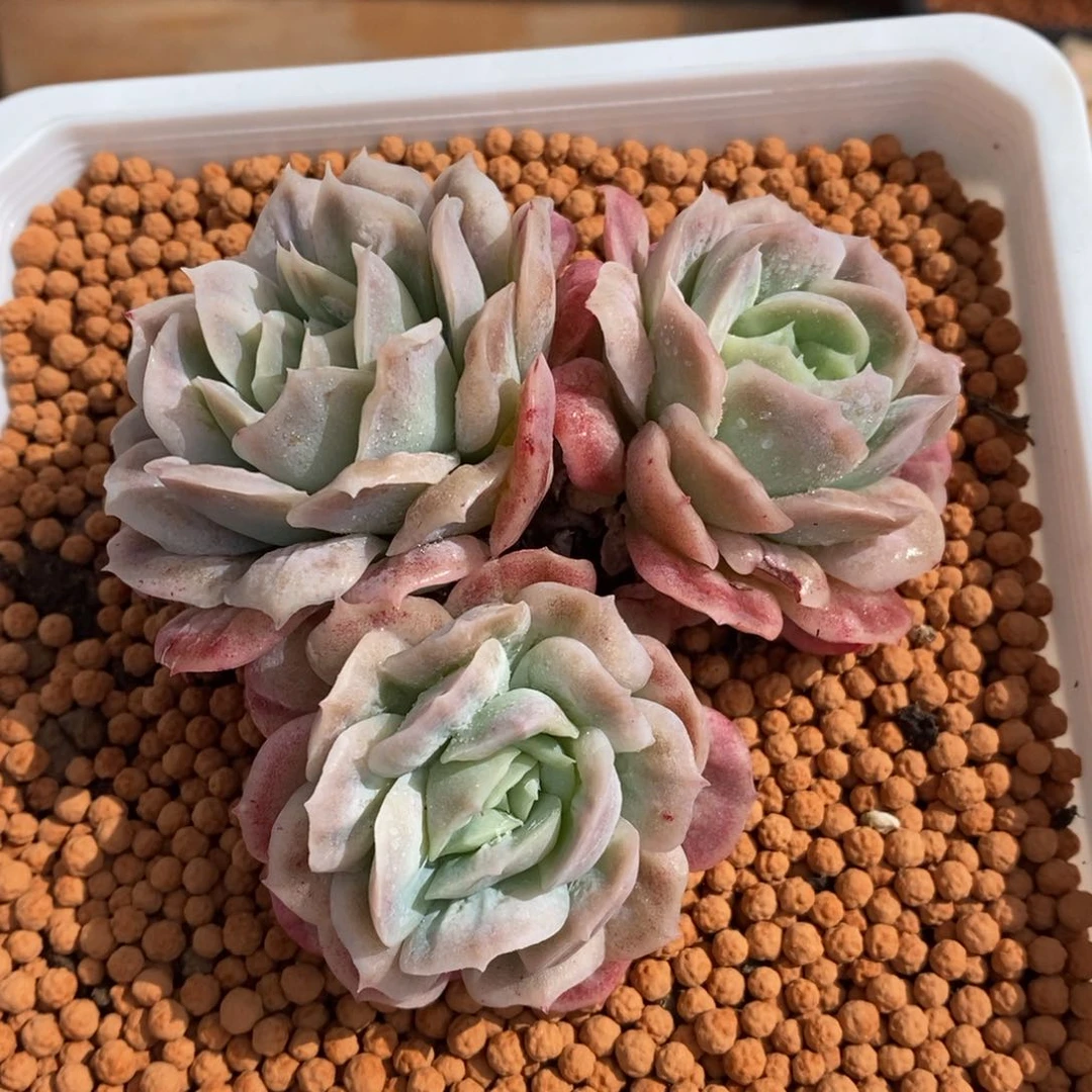 小*子泡泡莎裙多肉植物