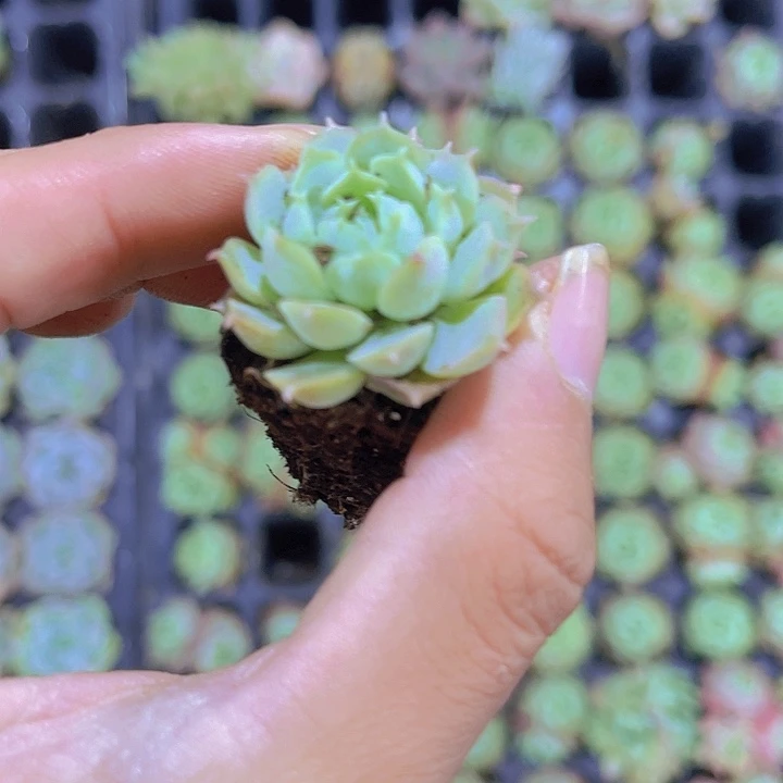 精品朱砂痣多肉植物