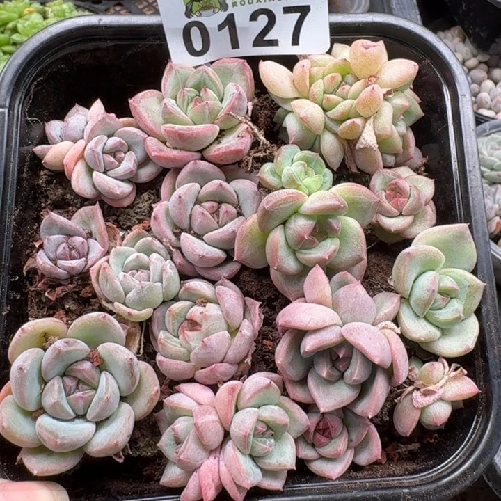 当前无花朵，栽培后可花朵多肉植物多肉植物